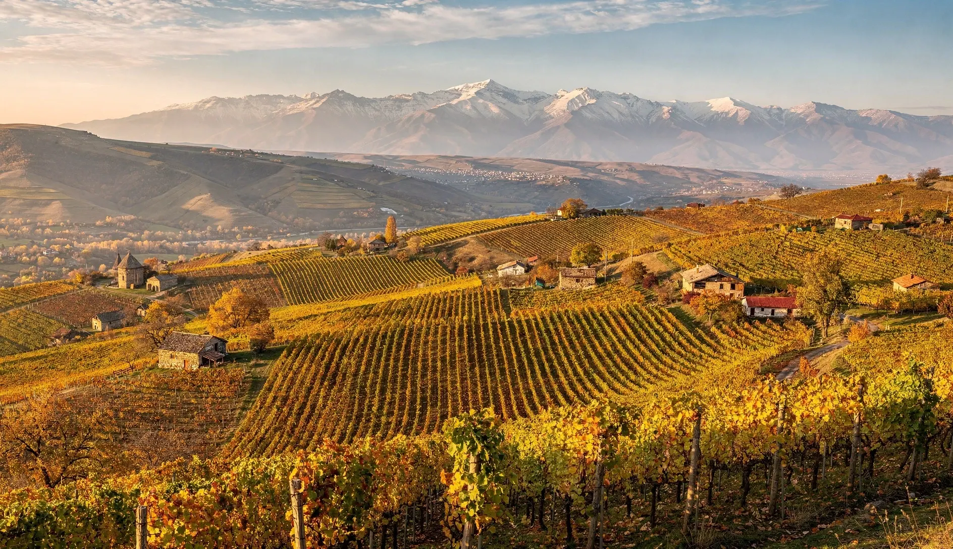 Aerial view of the Alazani Valley vineyards in Kakheti with Caucasus mountains in the background