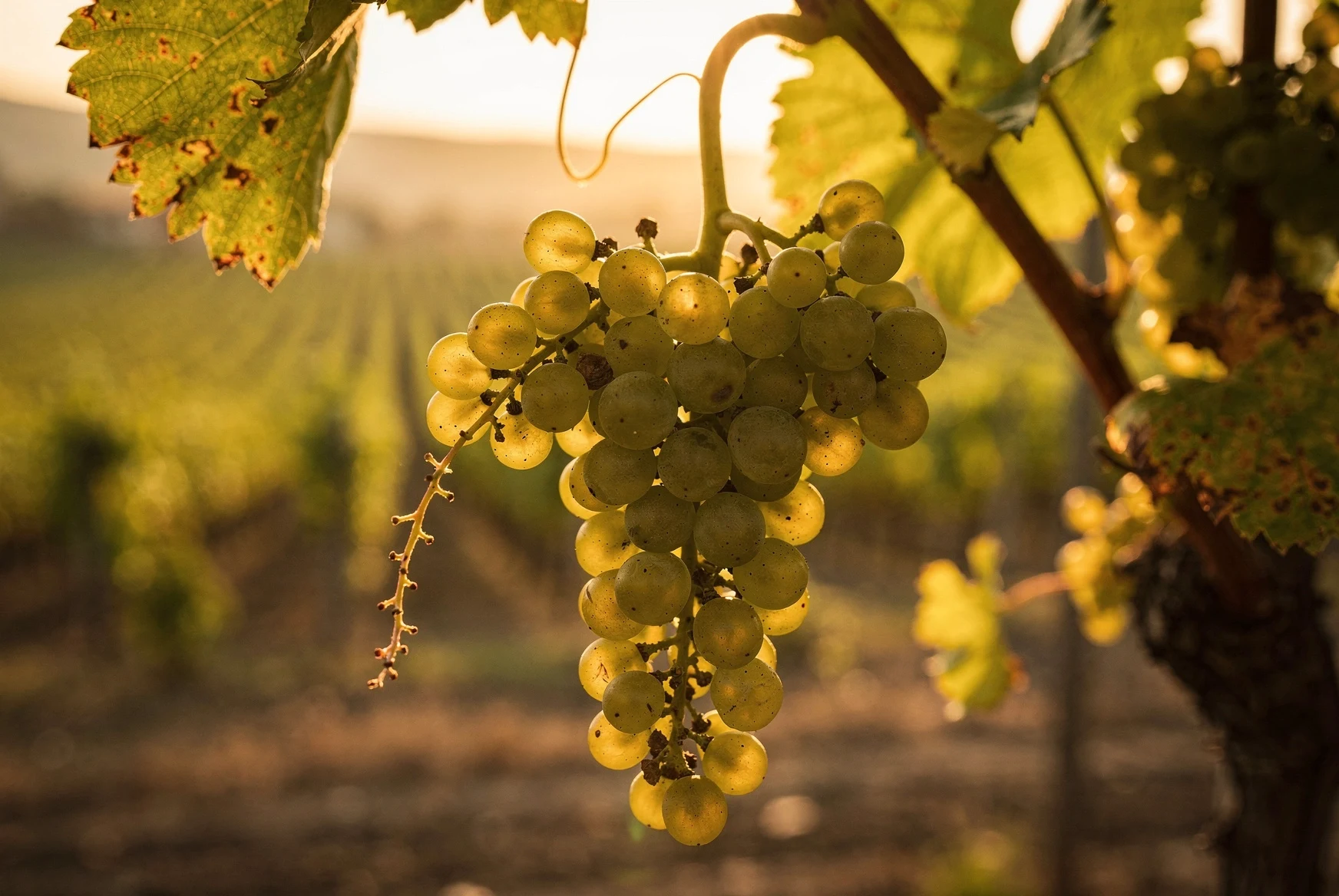 Ripe Rkatsiteli grapes hanging in a Kakheti vineyard at golden hour